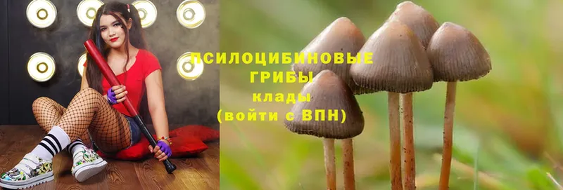 Галлюциногенные грибы MAGIC MUSHROOMS  купить   Истра 